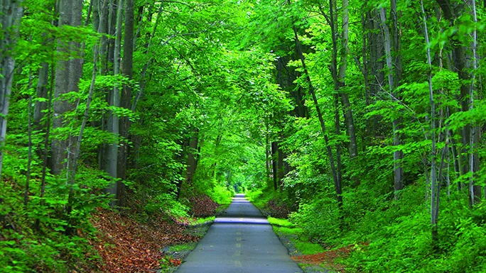 A paved section of the W&OD trail surrounded by trees